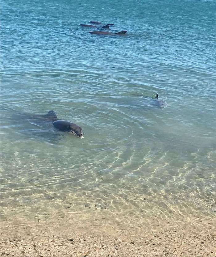 Dolphins in shallow water