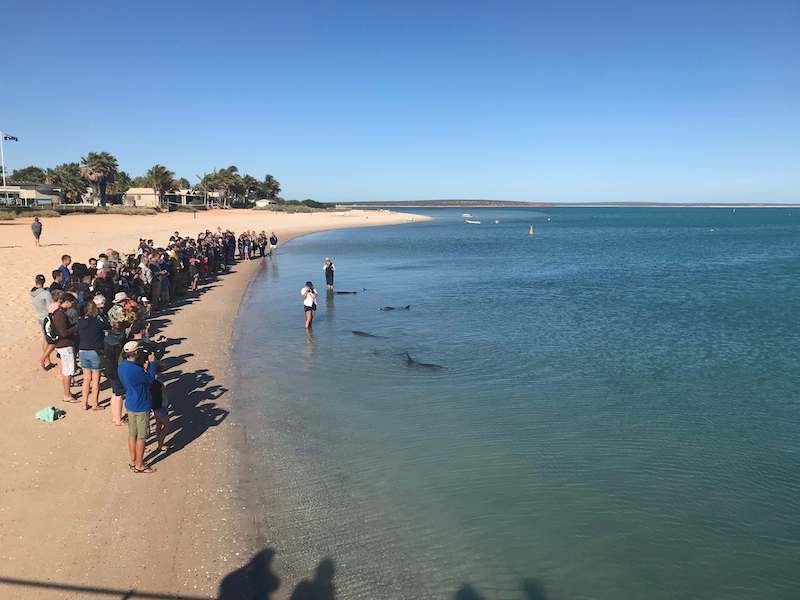 People watching wild dolphins