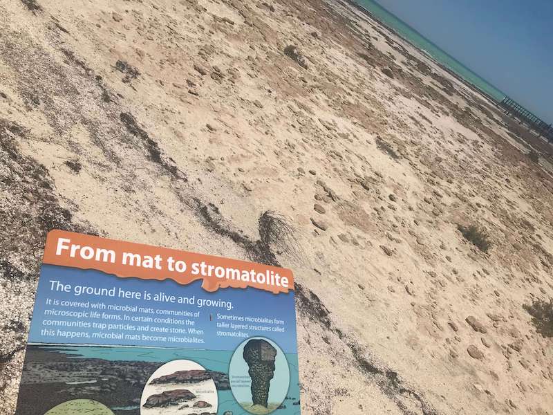 Stromatlites explanation