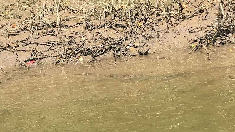 Crocodile under the river
