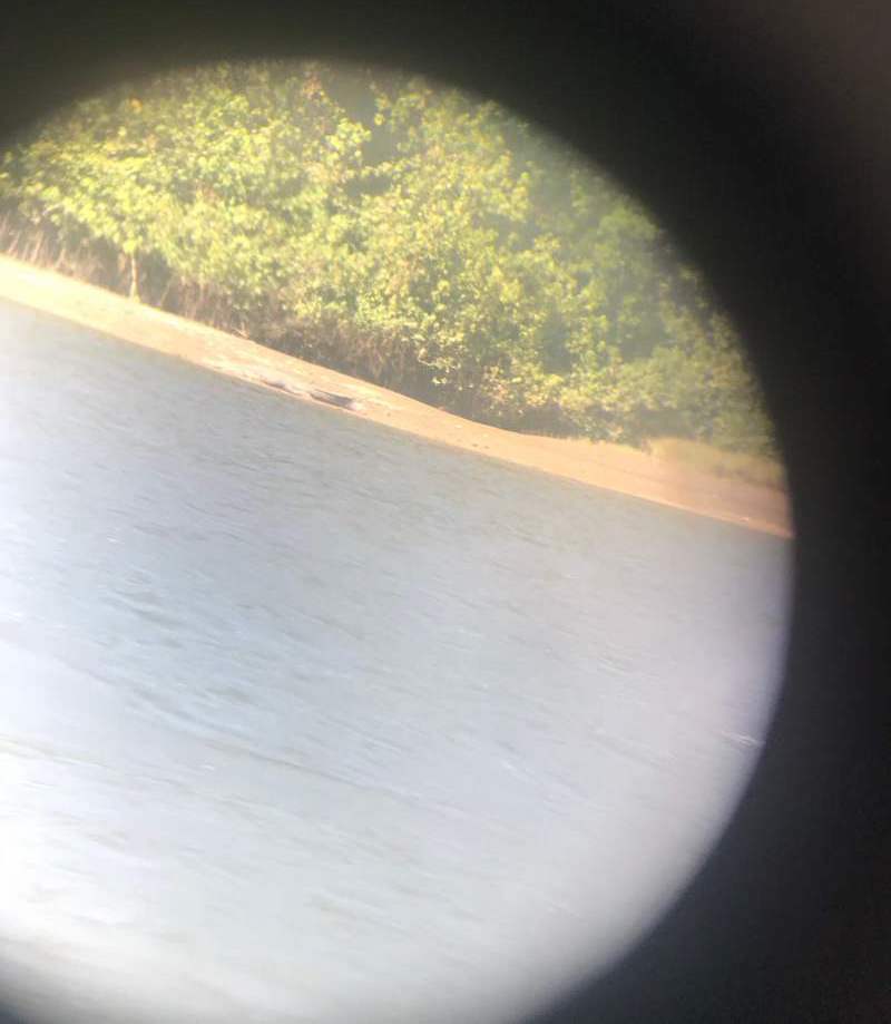 Looking at a crocodile with scope