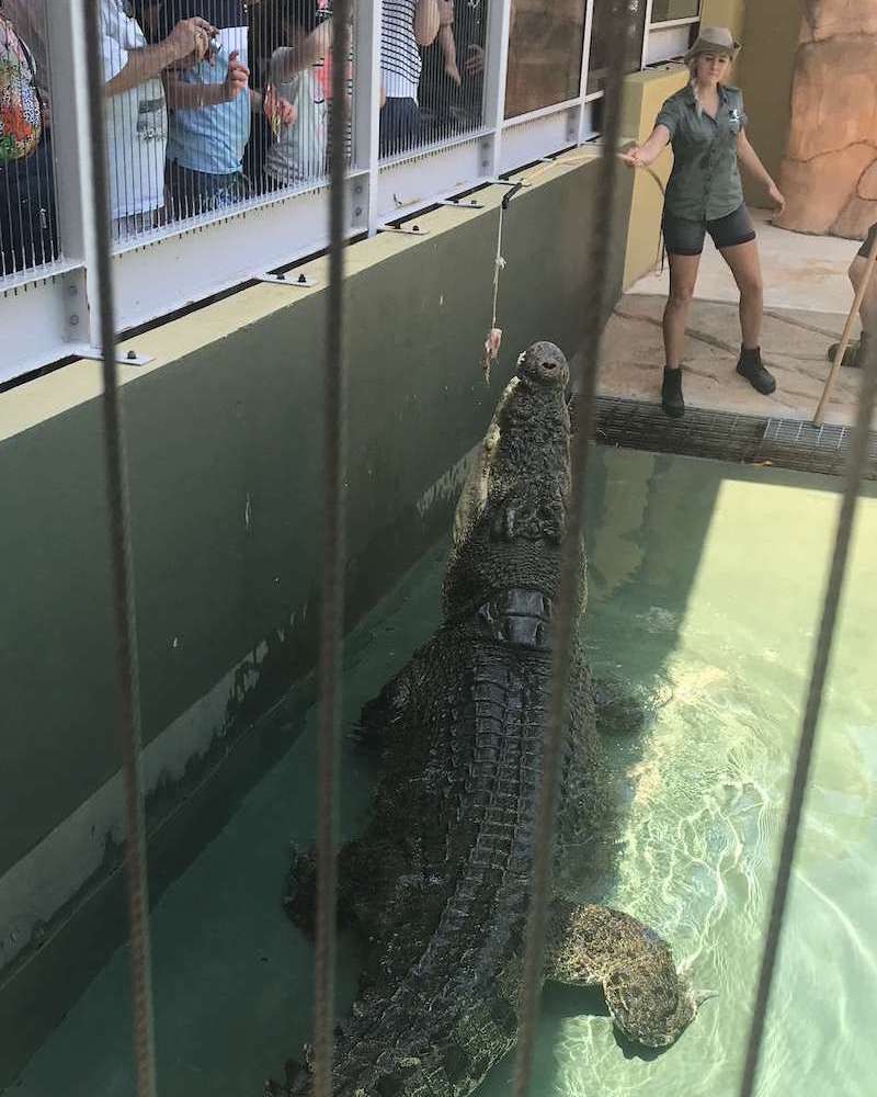 Feeding crocodile